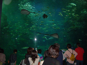 Fish
