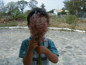 Jay With Weeds