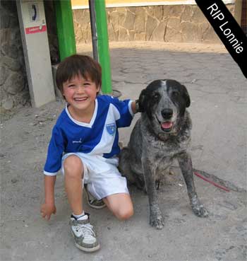 A Boy and His Street Dog